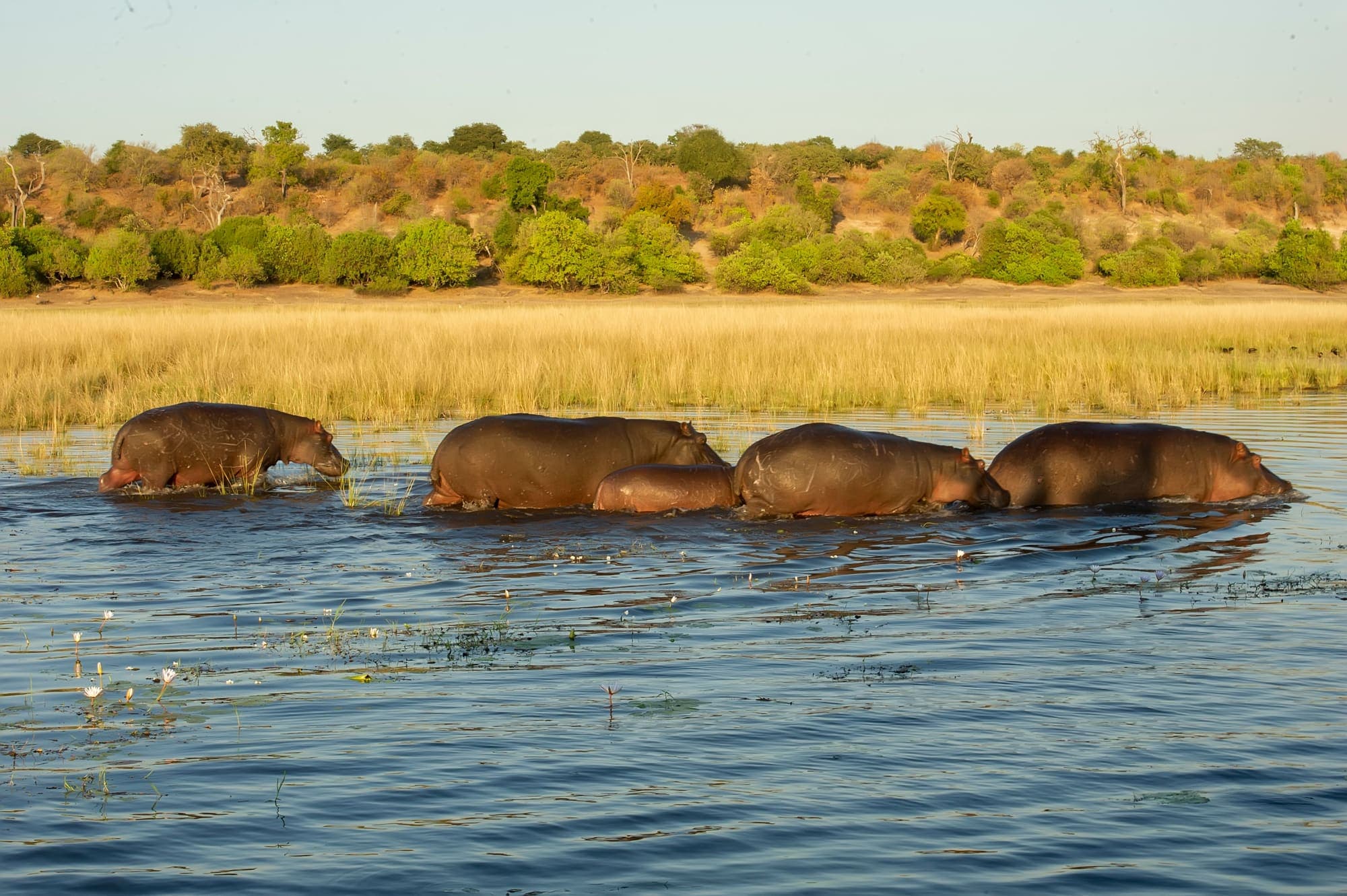 Grupo de hipopótamos atravessando um rio, diante do capim dourado e da mata na margem.