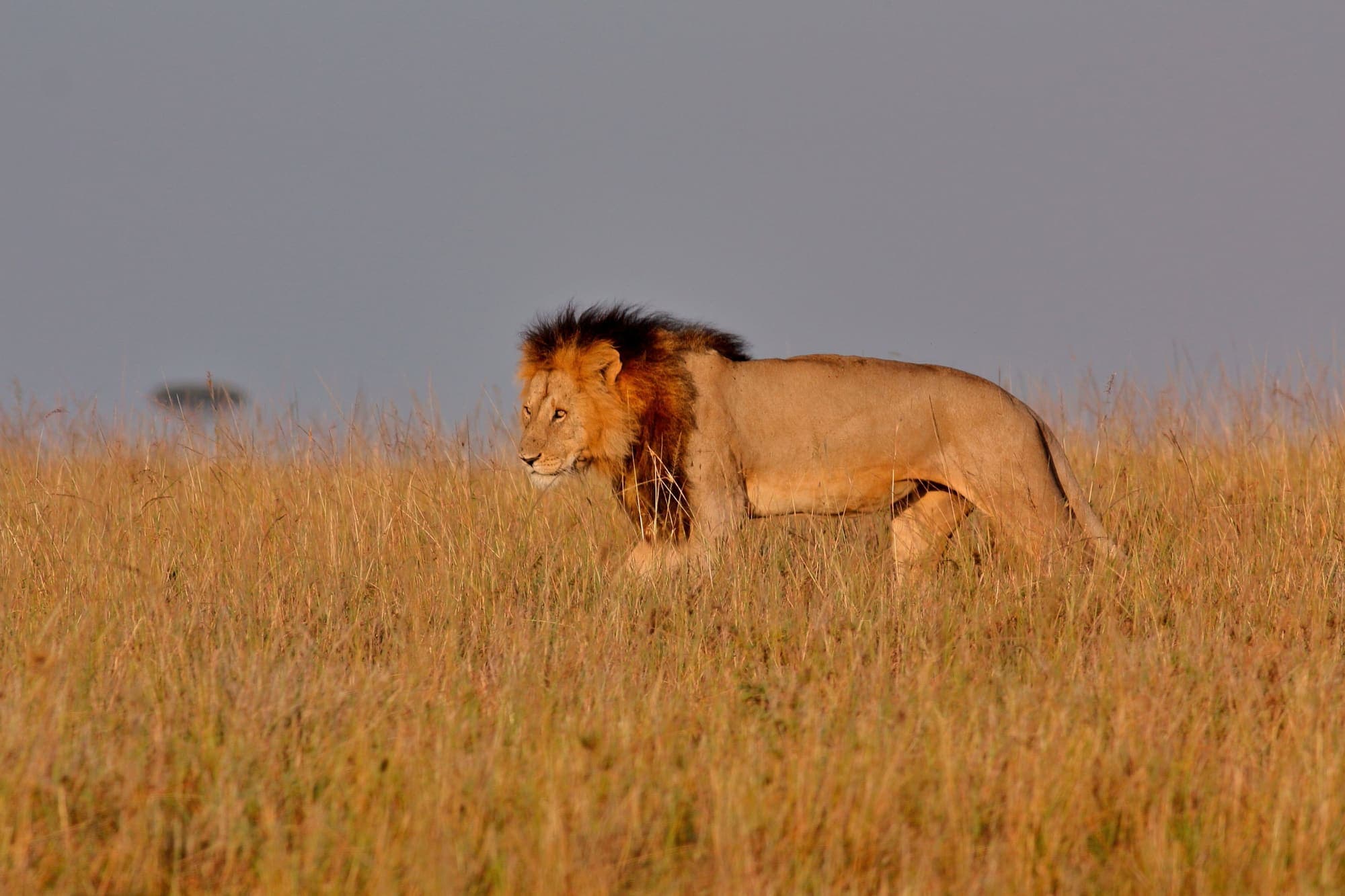 Leão de juba escura caminhando pelo capim dourado do Masai Mara ao entardecer.