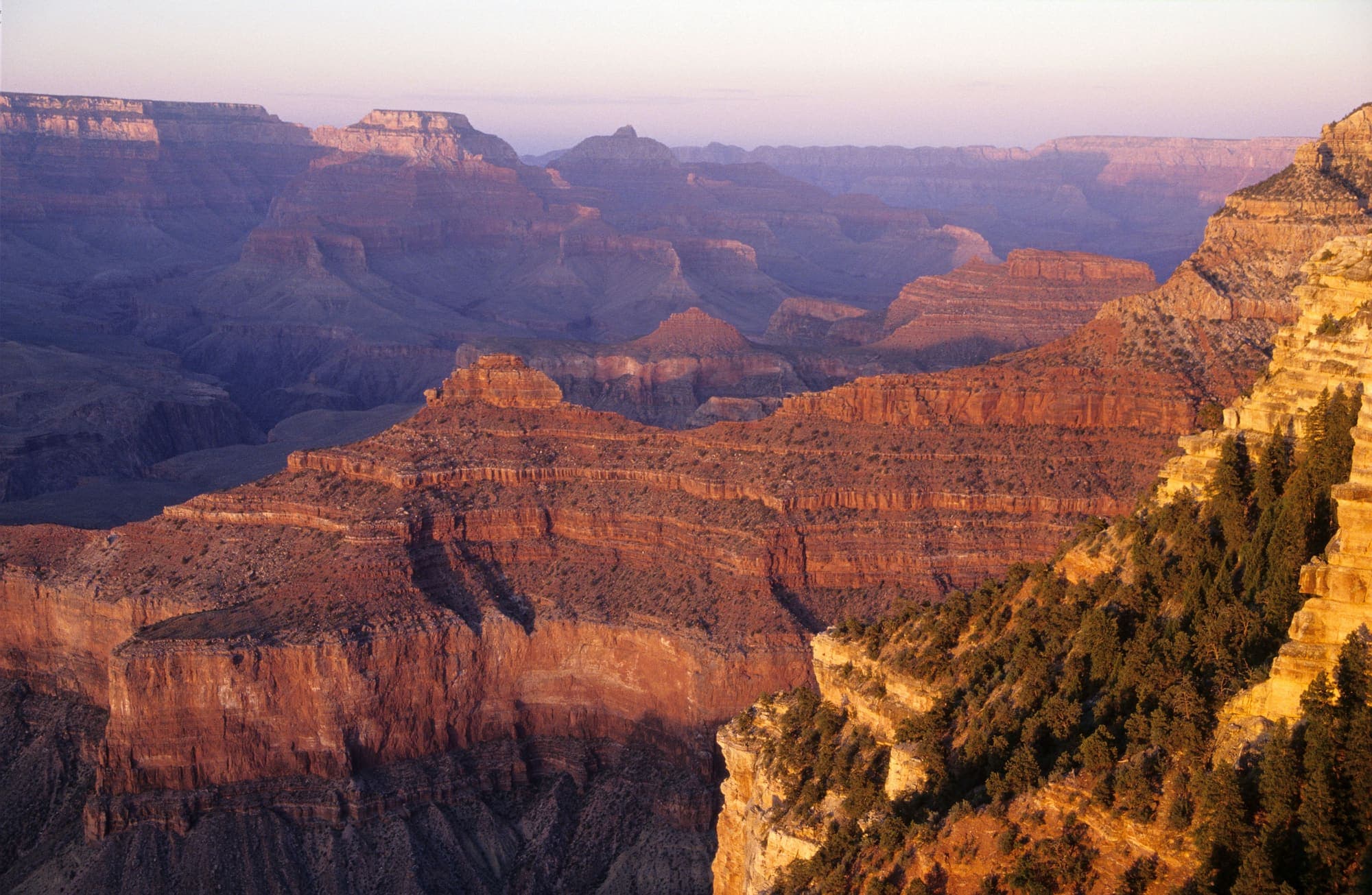 Os paredões do Grand Canyon iluminados pela luz alaranjada do fim de tarde, com pinheiros na borda à direita.